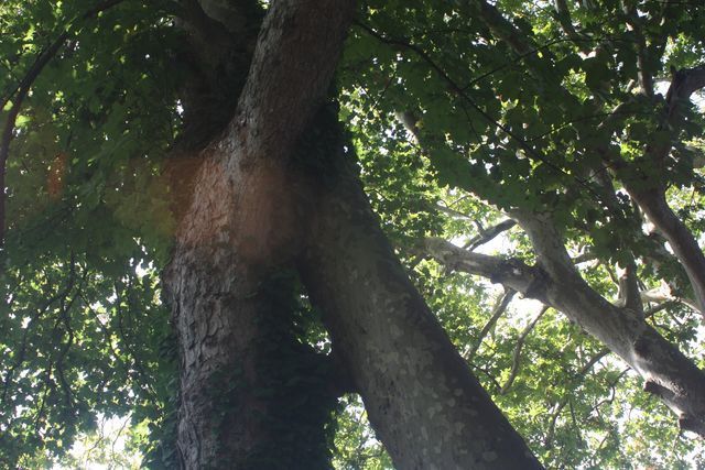 Asturias joven emprenda Jardín Botánico