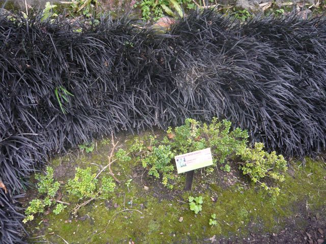 Asturias joven emprenda Jardín Botánico