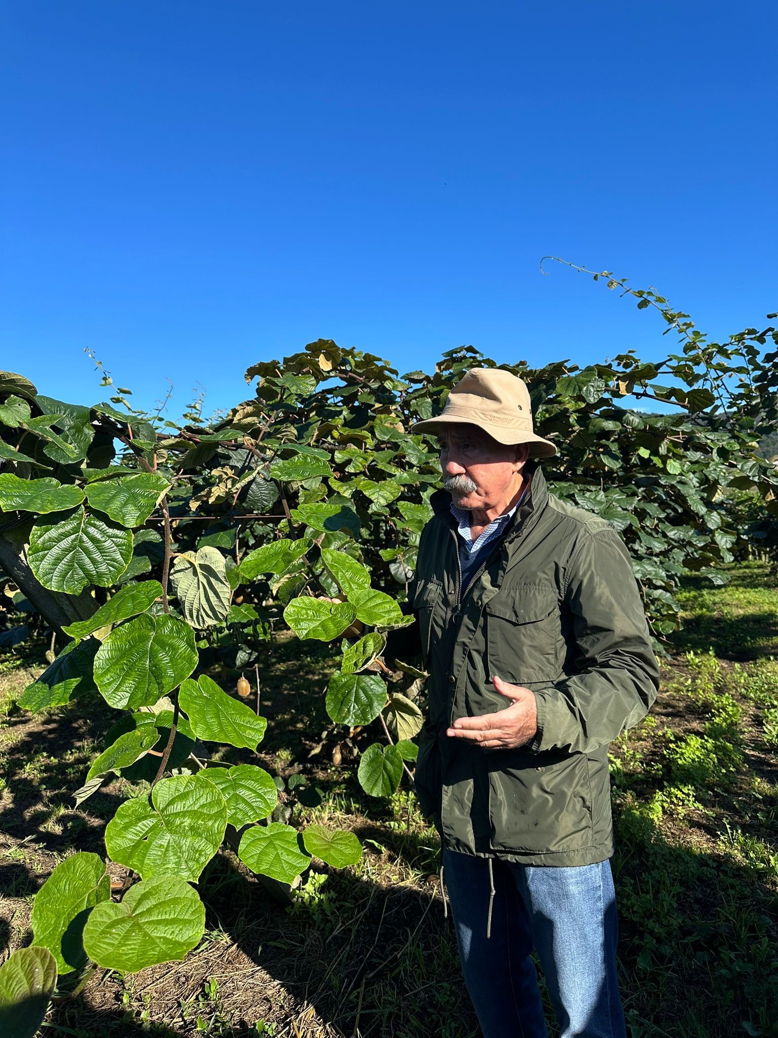 Asturias joven emprenda Plantación Kiwis